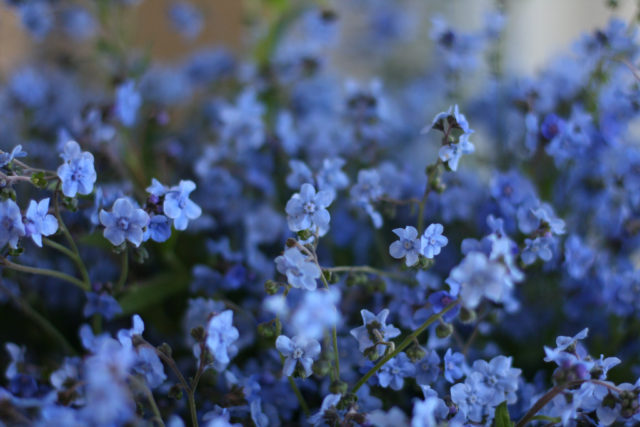 Chinese forget me nots close up