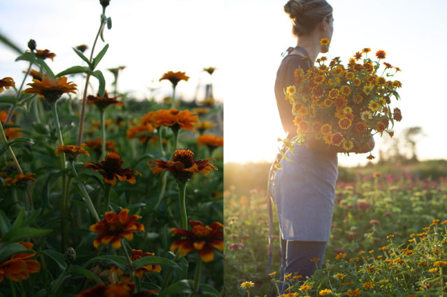 Armload of Zinnias at sunset at Floret Flower Farm 