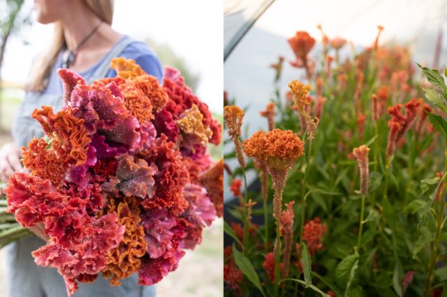 Mixed bright colors of celosia flowers