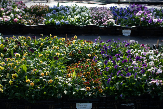 Floret Viola and pansy trial 