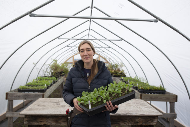 Erin Benzakein holding a tray of seedlings in a Floret greenhouse