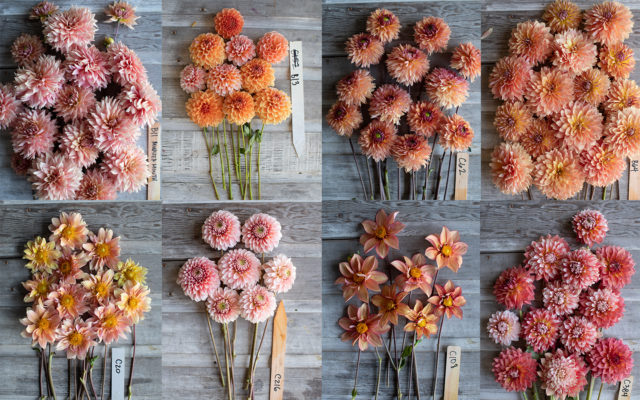 Collage of peach Floret breeding dahlias