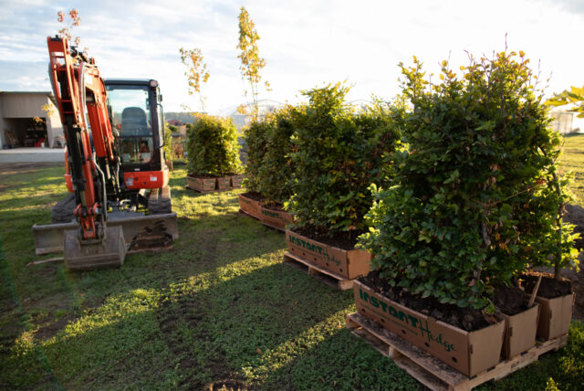 Instant Hedge being installed at Floret