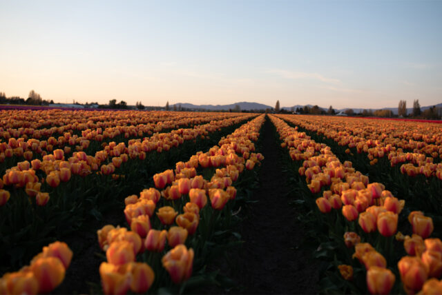 Tulip fields at Roozengaarde