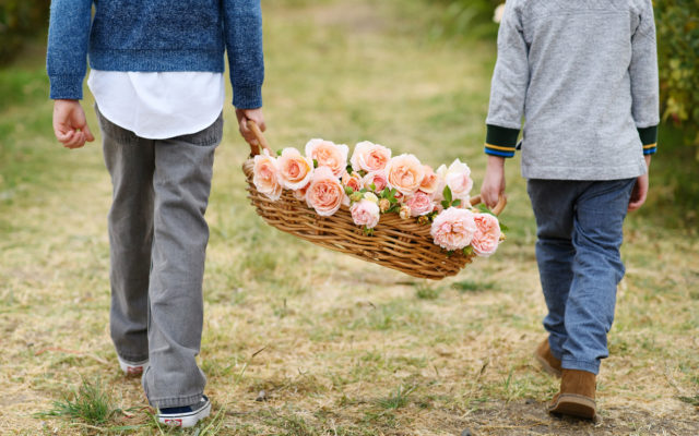 Children carrying a basket of roses