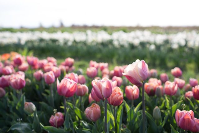 field of tulips at Floret