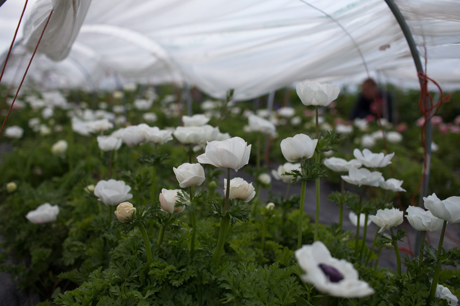 Anemones growing in a greenhouse