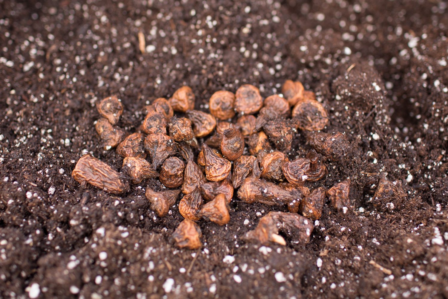 Anemone corms in potting soil