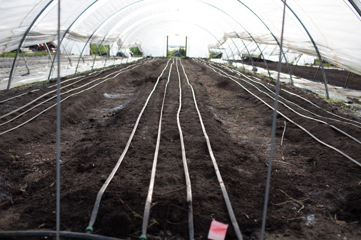 Drip irrigation setup in a greenhouse