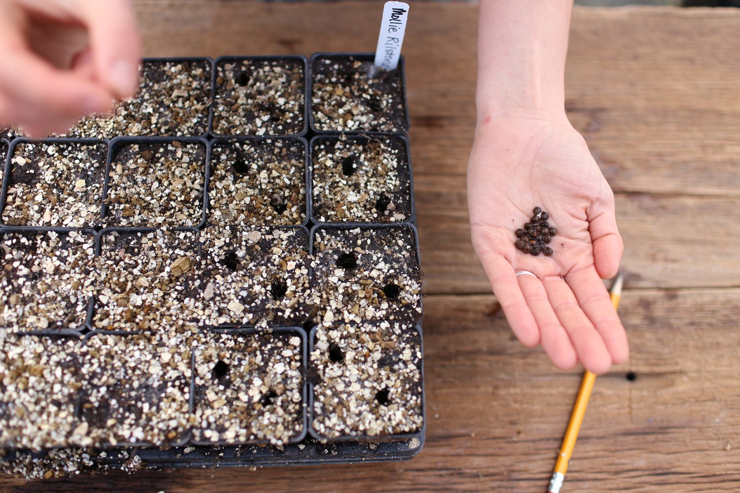 Planting sweet pea seeds in pots
