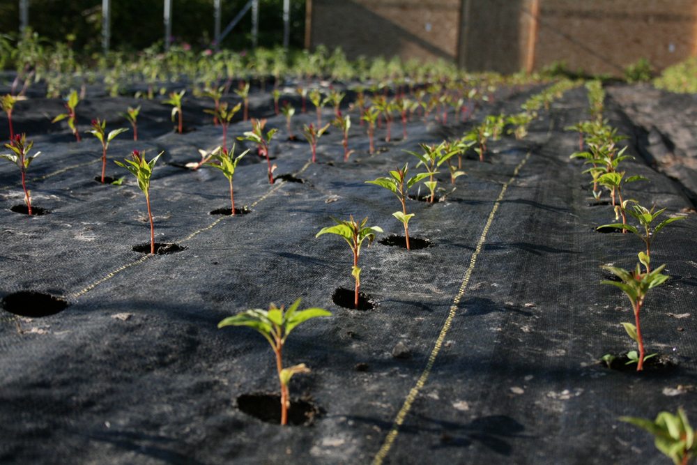 Seedlings growing through landscape fabric