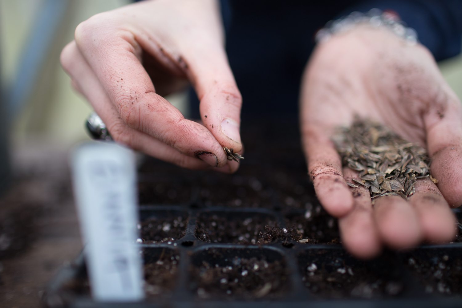 Planting seeds in a tray