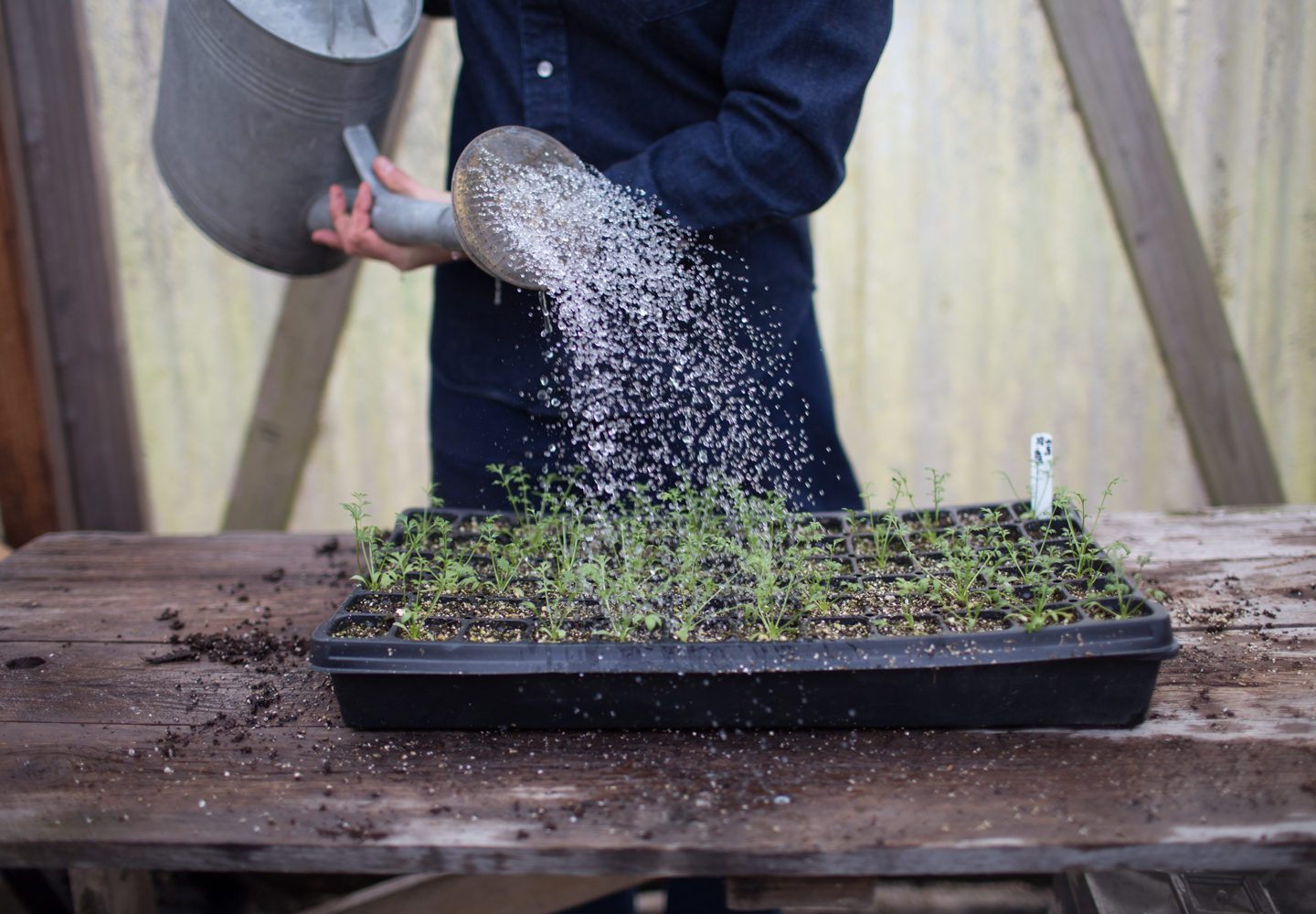 Watering a seed tray