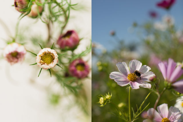 pollinators and cosmos at Floret Flower Farm 