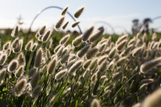 Bunny Tail grass at Floret