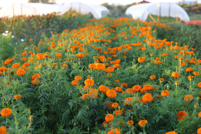 Field of marigolds 