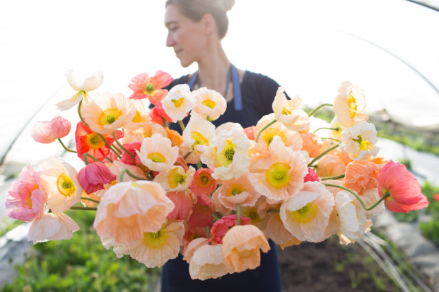 Erin of Floret with armload of Iceland Poppies