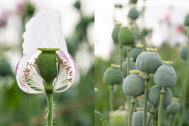 Breadseed Poppy pods at Floret Flower Farm 