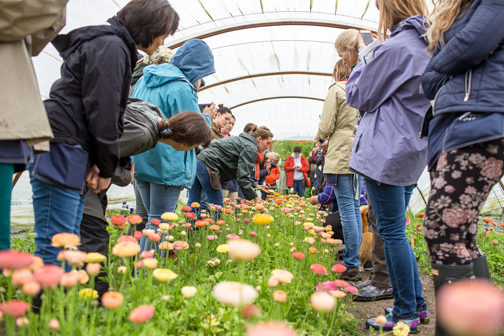 Erin Benzakein teaching a group of students at an on-farm Floret workshop