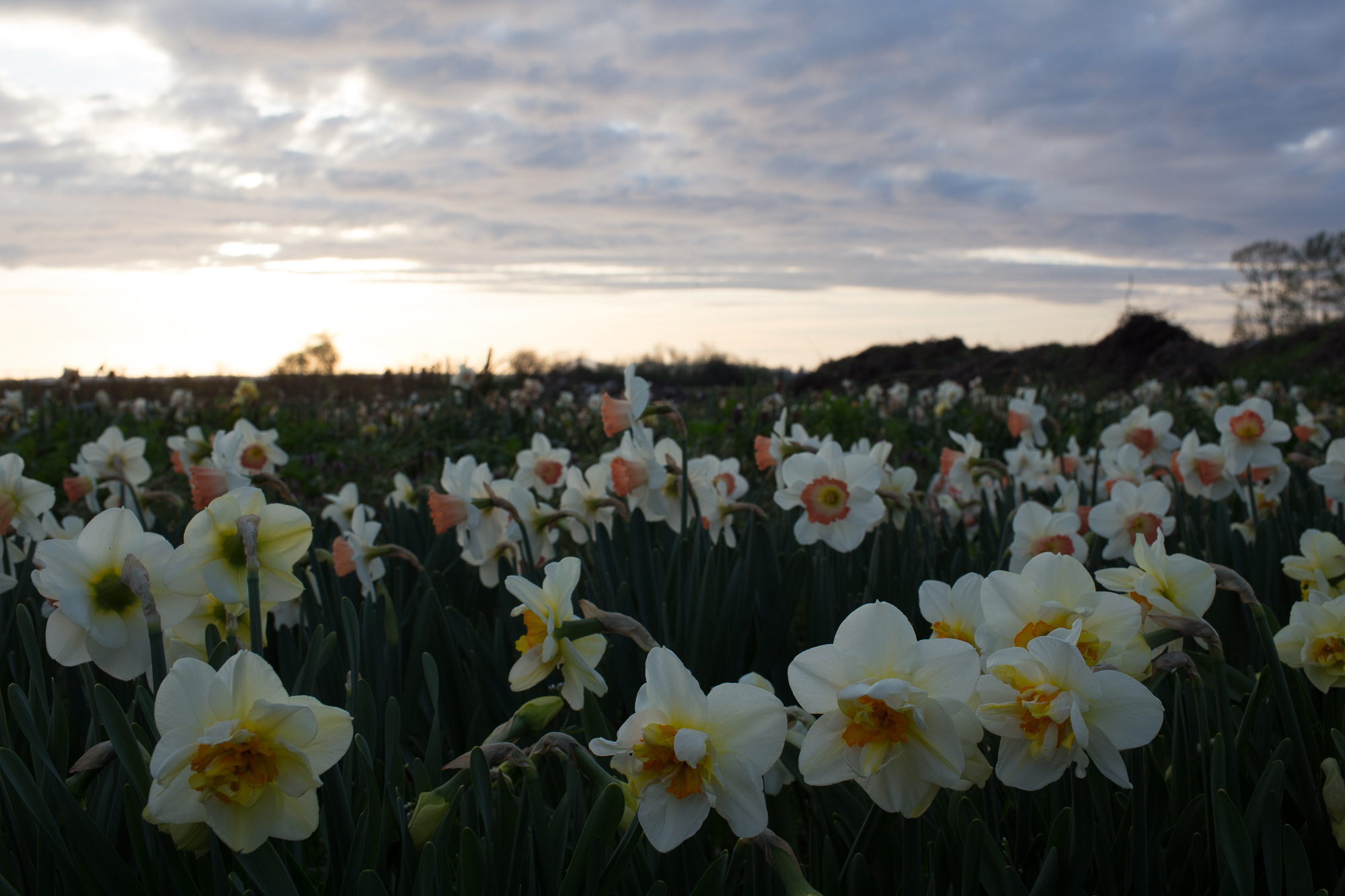 Daffodils growing in a field