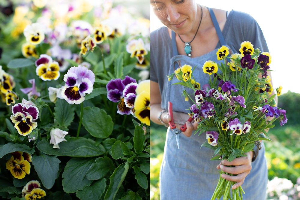 Pansies and violas for cutting