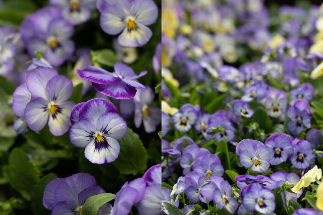 Violas and pansies as cut flowers from Floret