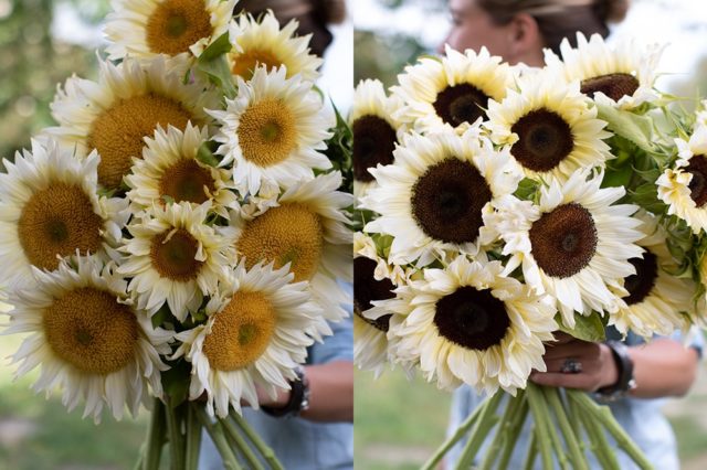 Sunflowers with white petals