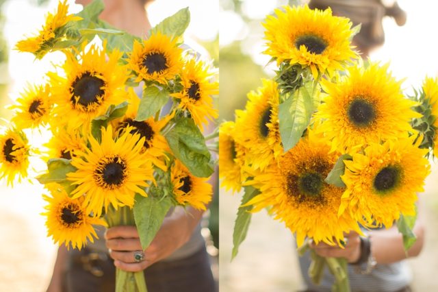 Sunflowers with frilled petals